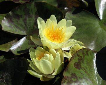 Nymphaea 'Marliacea Chromatella'
