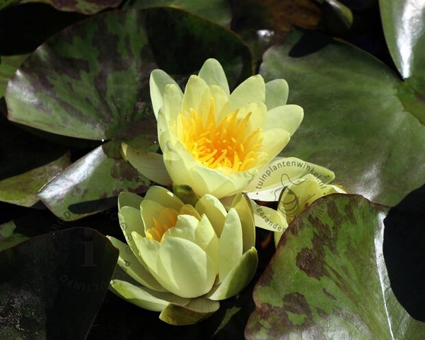 Nymphaea 'Marliacea Chromatella'