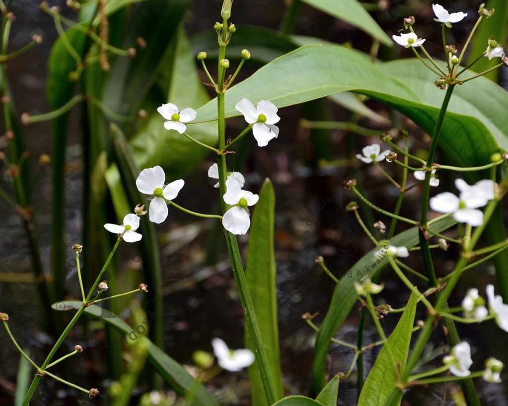 Sagittaria graminea