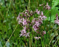 Lychnis flos-cuculi