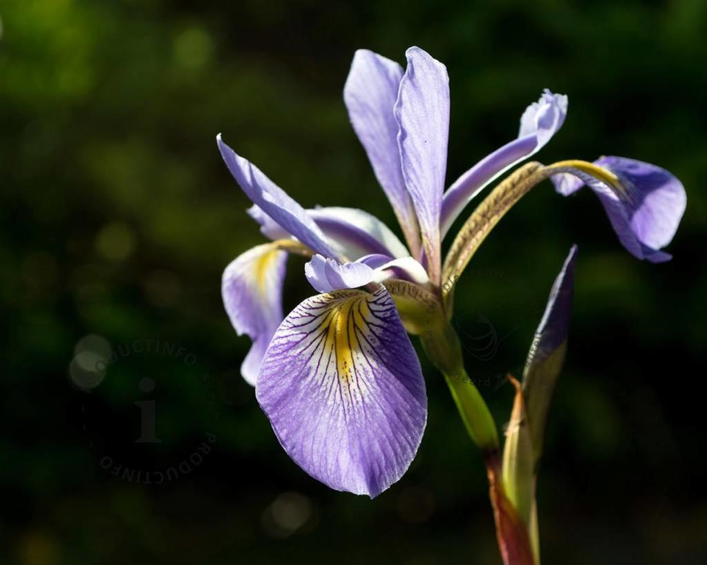 Iris versicolor 'Gerald Darby'