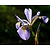 Iris versicolor 'Gerald Darby'