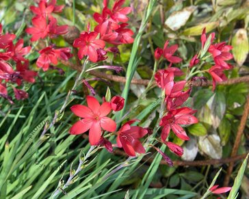 Schizostylis coccinea 'Major'