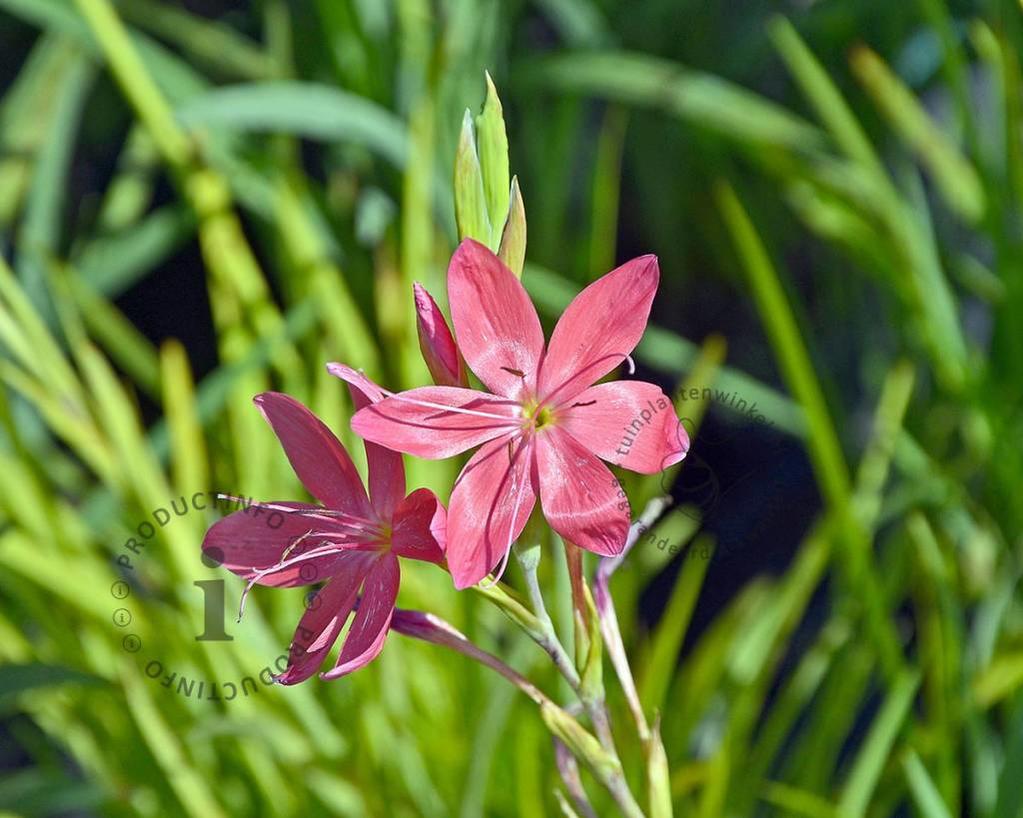 Schizostylis coccinea 'Mrs Hegarty'