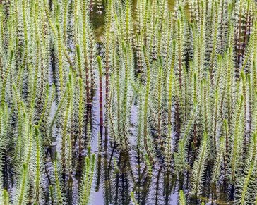 Hippuris vulgaris