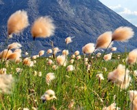 Eriophorum russeolum