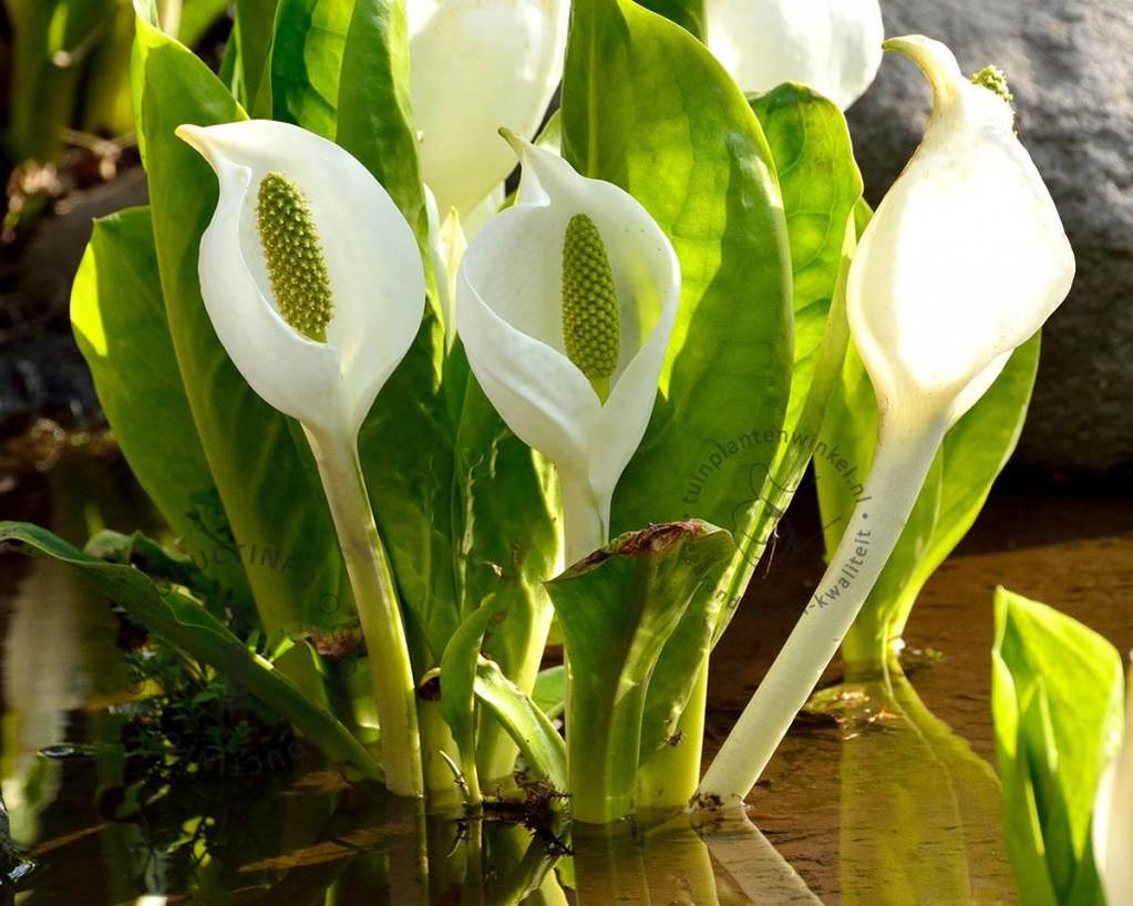 Lysichiton camtschatcensis