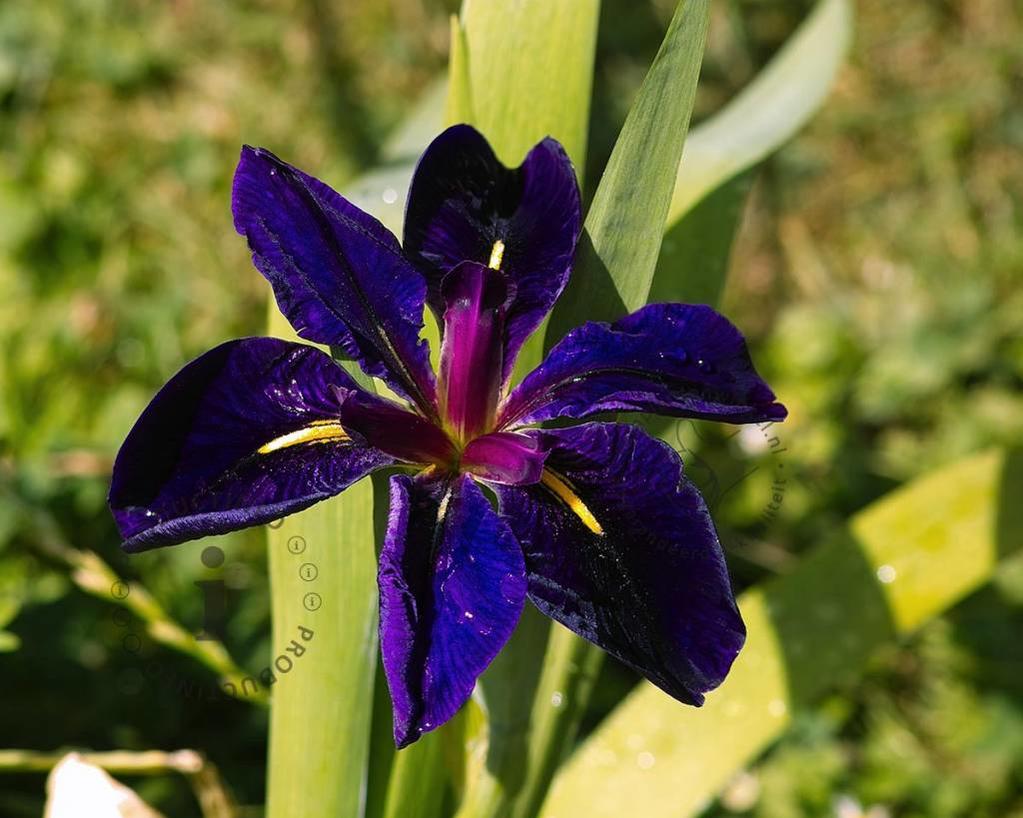 Iris louisiana 'Black Gamecock'