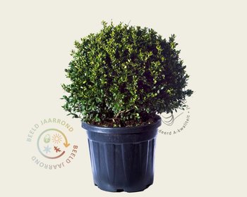 Ilex crenata 'Hetzii' - bolvorm