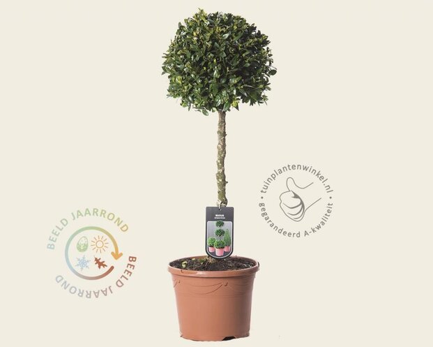 Buxus sempervirens bol - 35 cm stam
