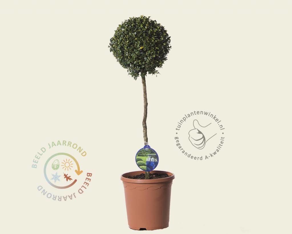 Buxus sempervirens bol - 45 cm stam