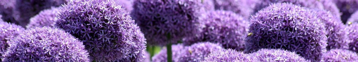 Allium