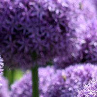 Allium