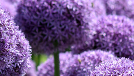 Allium image
