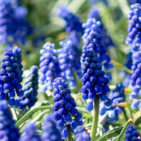 Blauwe druifjes