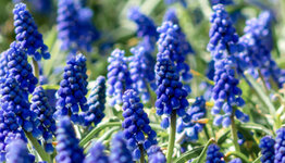 Blauwe druifjes image