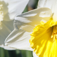 Narcissen