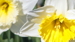 Narcissen image