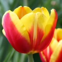 Tulpen