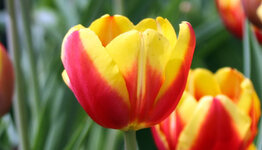 Tulpen image