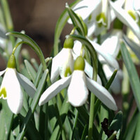 Sneeuwklokjes