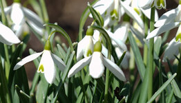 Sneeuwklokjes image