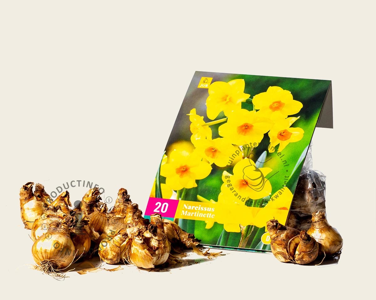 Narcissus 'Martinette' | Narcis | Tuinplantenwinkel.nl