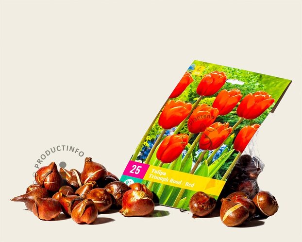 Tulipa triumph Rood