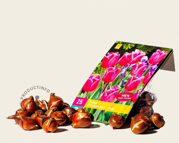 Tulipa triumph Roze
