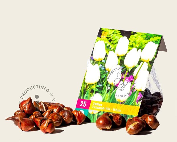 Tulipa triumph Wit