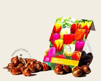 Tulipa triumph Mix