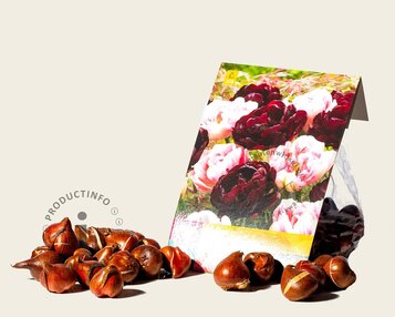 Tulipa Sweet Desire Mix image