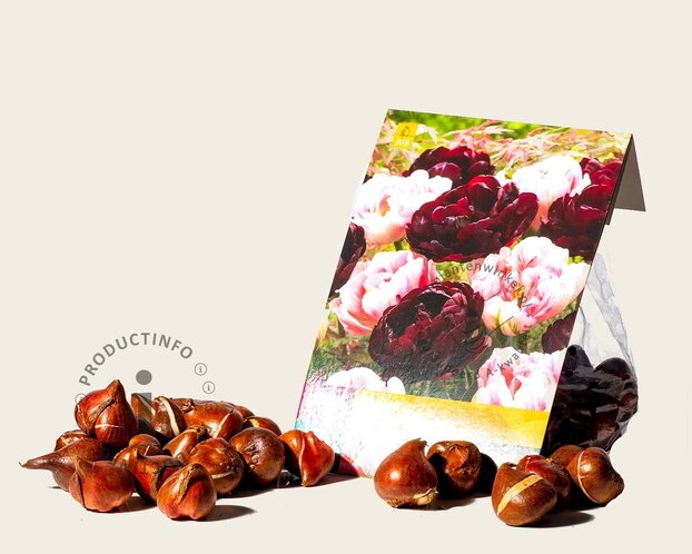 Tulipa Sweet Desire Mix