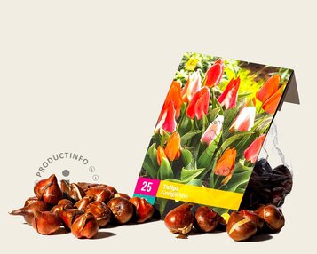 Tulipa greigii Mix image