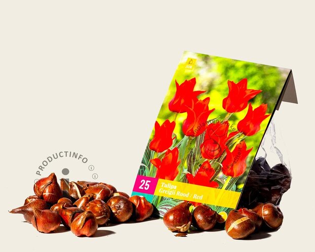 Tulipa greigii Rood