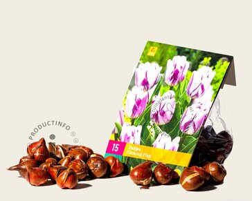 Tulipa 'Flaming Flag'