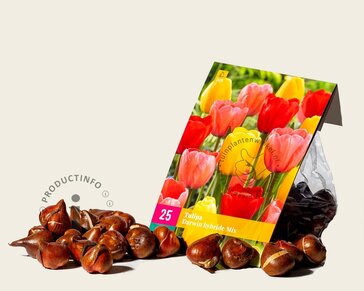 Tulipa Darwin hybride Mix
