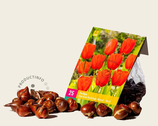 Tulipa Darwin hybride Rood