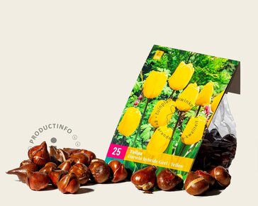 Tulipa Darwin hybride Geel