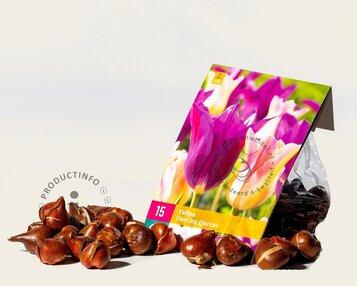 Tulipa Dancing Queen image
