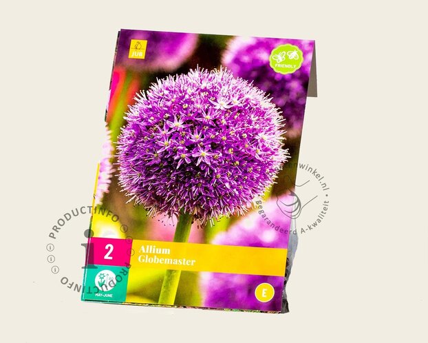Allium 'Globemaster'