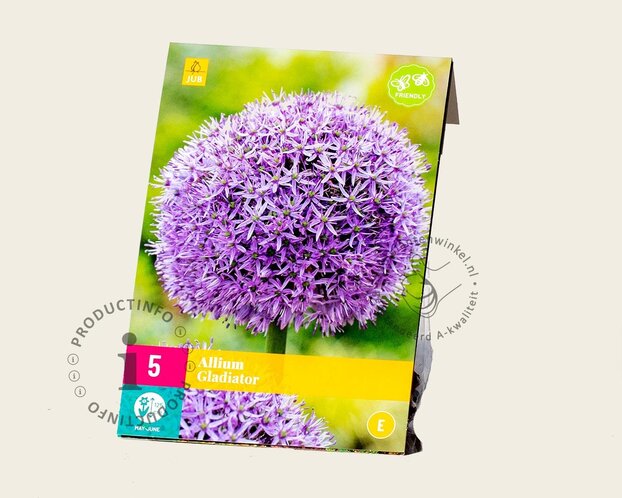 Allium 'Gladiator'