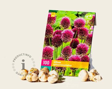 Allium sphaerocephalon