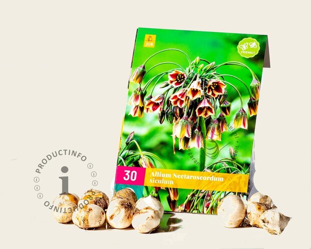 Allium siculum