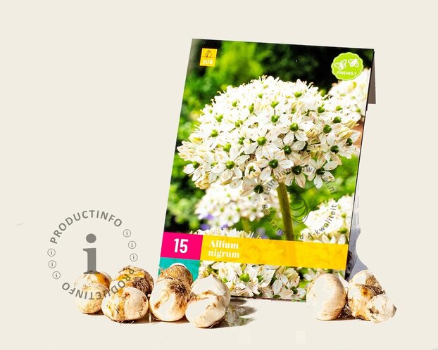 Allium nigrum