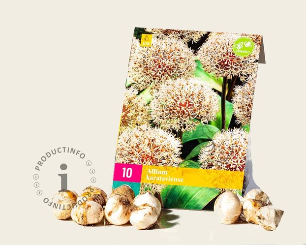 Allium karataviense