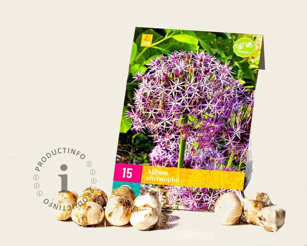 Allium christophii