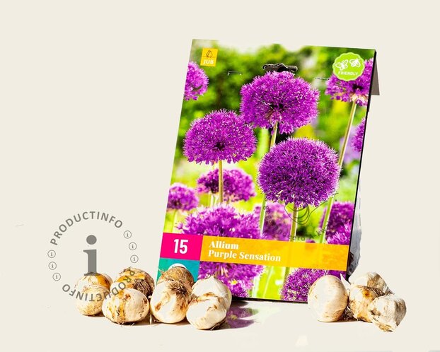 Allium 'Purple Sensation'