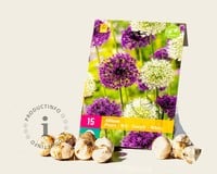 Allium Mix Paars-Wit