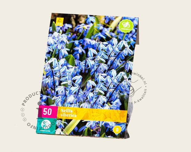 Scilla siberica